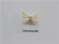 藏品(尺蛾31)的圖片